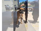 Boxer DOG FOR ADOPTION RGADN-1358791 - DEEBO - Boxer Dog For Adoption