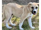 Black Mouth Cur Mix DOG FOR ADOPTION RGADN-1358802 - Andy Griffith - Black Mouth