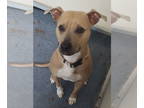 American Pit Bull Terrier DOG FOR ADOPTION RGADN-1358858 - DA 6 Lady - Pit Bull