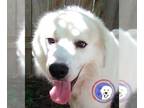 Great Pyrenees DOG FOR ADOPTION RGADN-1358887 - Fluffball - Great Pyrenees (long