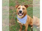 Carolina Dog Mix DOG FOR ADOPTION RGADN-1358907 - ROSCO - Carolina Dog / Mixed