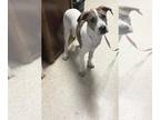 Catahoula Leopard Dog Mix DOG FOR ADOPTION RGADN-1358930 - LIONEL - Catahoula