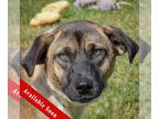 Shepradors DOG FOR ADOPTION RGADN-1358941 - Tinker - German Shepherd Dog /