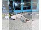 Mix DOG FOR ADOPTION RGADN-1358943 - COURTESY POST: River - Husky (medium