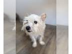 Cairn Terrier Mix DOG FOR ADOPTION RGADN-1358945 - Toto - Cairn Terrier / Mixed