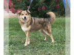 Catahoula Leopard Dog-Huskies Mix DOG FOR ADOPTION RGADN-1358988 - Echo - Husky