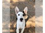 Border Collie DOG FOR ADOPTION RGADN-1358989 - Manna - Border Collie (medium