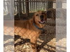 Golden Labrador DOG FOR ADOPTION RGADN-1358990 - Cody - Golden Retriever /