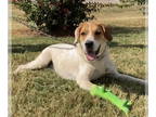 Lab-Pointer DOG FOR ADOPTION RGADN-1358991 - Daisy - Pointer / Labrador