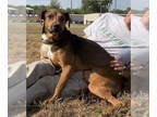 Mountain Cur Mix DOG FOR ADOPTION RGADN-1358993 - Oscar - Mountain Cur / Terrier