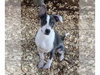 Feist Terrier-Rat Terrier Mix DOG FOR ADOPTION RGADN-1358994 - Annie - Rat