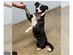 Border Collie-Retriever Mix DOG FOR ADOPTION RGADN-1358996 - Bunny - Border