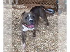 American Pit Bull Terrier Mix DOG FOR ADOPTION RGADN-1359005 - Violet - American