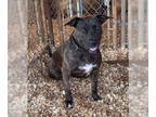 American Staffordshire Terrier Mix DOG FOR ADOPTION RGADN-1359006 - Zoe -