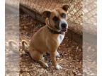 Boxer Mix DOG FOR ADOPTION RGADN-1359008 - Rosie - Boxer / Terrier / Mixed Dog