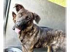 Labrador Retriever Mix DOG FOR ADOPTION RGADN-1359034 - DONNA - Labrador