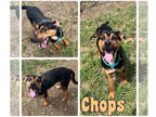 Affenpinscher DOG FOR ADOPTION RGADN-1359040 - Chops - Affenpinscher Dog For