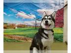 Siberian Husky DOG FOR ADOPTION RGADN-1359054 - DUTCHESS - Siberian Husky