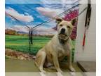 Akita Mix DOG FOR ADOPTION RGADN-1359055 - HUMPHREY - Akita / Mixed (medium