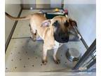 Great Dane Mix DOG FOR ADOPTION RGADN-1359114 - *BRONCO - Great Dane / Mixed