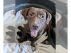 Basset Hound Mix DOG FOR ADOPTION RGADN-1359149 - Caramela - Basset Hound /