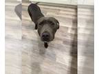 American Pit Bull Terrier Mix DOG FOR ADOPTION RGADN-1359212 - Rango - Pit Bull