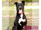 Labrador Retriever-Whippet Mix DOG FOR ADOPTION RGADN-1359223 - Sasha - Labrador