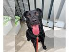 Mastador DOG FOR ADOPTION RGADN-1359258 - PATIENCE - Labrador Retriever /