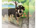 Rottweiler Mix DOG FOR ADOPTION RGADN-1359262 - VADER - Rottweiler / Mixed
