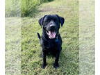 Labrador Retriever Mix DOG FOR ADOPTION RGADN-1359264 - Bo - Labrador Retriever
