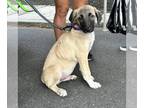 Anatolian Shepherd DOG FOR ADOPTION RGADN-1359307 - Littlefoot - Anatolian