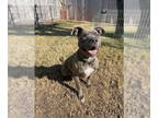 American Staffordshire Terrier Mix DOG FOR ADOPTION RGADN-1359313 - Brixton -