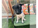 American French Bull Terrier DOG FOR ADOPTION RGADN-1359315 - Jasper - Pit Bull