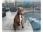 Rhodesian Ridgeback Mix DOG FOR ADOPTION RGADN-1359320 - Rose - Rhodesian