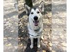 Alaskan Malamute-Huskies Mix DOG FOR ADOPTION RGADN-1359329 - Stedman - Husky /