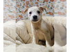 Australian Shepherd Mix DOG FOR ADOPTION RGADN-1359343 - Peppa - Australian