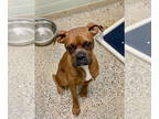 Boxer DOG FOR ADOPTION RGADN-1359358 - Macho - Boxer Dog For Adoption