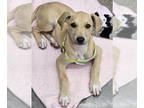 Dachshund-Whippet Mix DOG FOR ADOPTION RGADN-1359374 - Stew - Peas Pups -