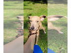 Italian Greyhound-Whippet Mix DOG FOR ADOPTION RGADN-1359377 - Split Pea - Mom