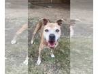 American Pit Bull Terrier DOG FOR ADOPTION RGADN-1359397 - KARMA - Pit Bull