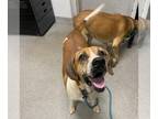 Plott Hound DOG FOR ADOPTION RGADN-1359404 - LITTLE MOMMA - Plott Hound (medium