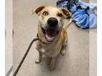 Siberian Husky Mix DOG FOR ADOPTION RGADN-1359405 - RICHIE - Siberian Husky /