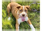 Labrador Retriever Mix DOG FOR ADOPTION RGADN-1359412 - Buster - Labrador