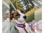 Collie-Jack Russell Terrier Mix DOG FOR ADOPTION RGADN-1359415 - Rosie - Collie