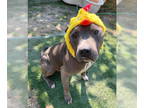 American Pit Bull Terrier Mix DOG FOR ADOPTION RGADN-1359418 - Shef - Pit Bull