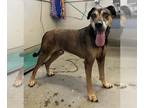 Rhodesian Ridgeback Mix DOG FOR ADOPTION RGADN-1359421 - TANK - Rhodesian