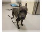 American Staffordshire Terrier Mix DOG FOR ADOPTION RGADN-1359442 - PRETZEL -