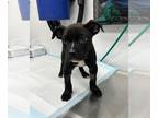 American Pit Bull Terrier DOG FOR ADOPTION RGADN-1359461 - Perry - Pit Bull