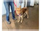 German Shepherd Dog DOG FOR ADOPTION RGADN-1359476 - ZOE - German Shepherd Dog
