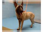 German Shepherd Dog Mix DOG FOR ADOPTION RGADN-1359502 - CLARA - Belgian